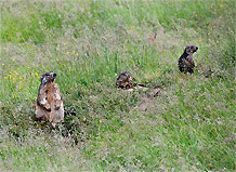 Le simpatiche marmotte